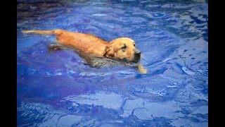 Dog relaxes in swimming pool like a human