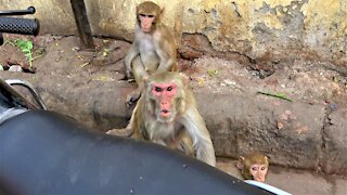 Angry monkey shows displeasure over being video taped by tourists