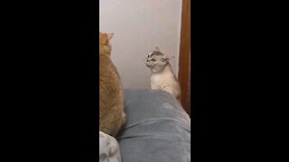 Funny cat video . Never seen this before