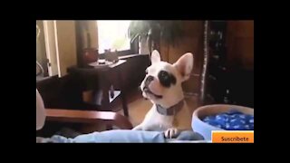 Videos que dan risa, perros y gatos7