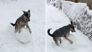 Excitable dog learns to roll up snowball
