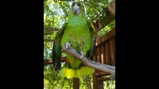 This parrot loves to sing after she takes a bath