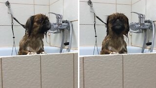 Wet doggy makes alien sounds waiting to get dried off