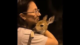Abandoned Fawn in texas