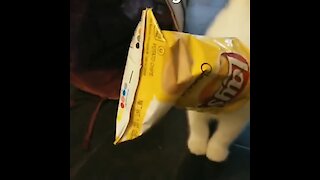 Kitten gets head stuck inside bag of chips