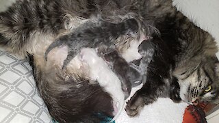 Mommy cat with kittens