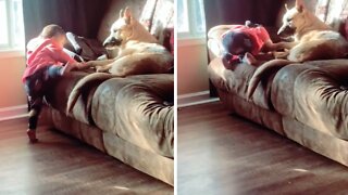 German Shepard helps little girl climb onto couch