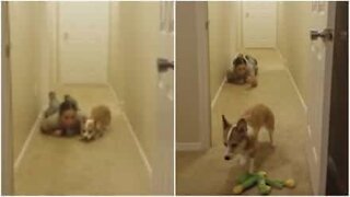 Dog owner teaches her corgi army exercises