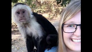 Une touriste "attaquée" par des singes au Costa Rica
