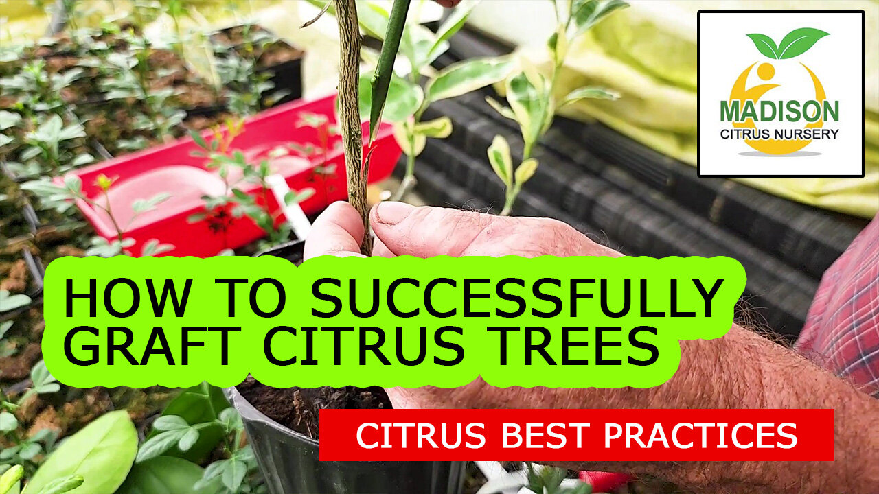 How To Successfully Graft Citrus Trees With Madison Citrus Nursery