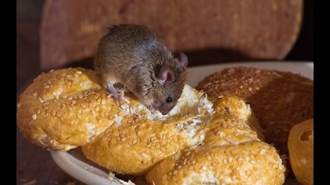 Mouse getting food from nowhere