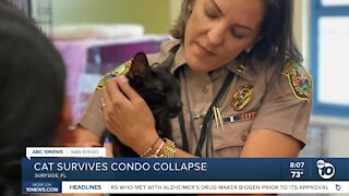Cat missing in Surfside condo collapse found alive