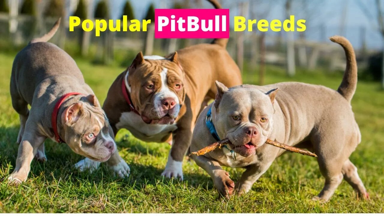 5 Types Of Pit Bull Dog Breeds #dog #dogsoftiktok #doglover