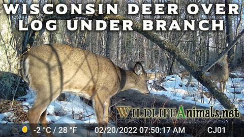 Wisconsin Deer Over Log Under Branch - Winter - Day - #TrailCamProject - Video