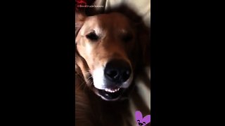 You won’t believe what this dog does while sleeping!