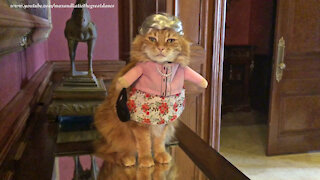 Cat looks absolutely fabulous in her granny Halloween costume
