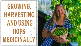 Growing, Harvesting & Using Hops Medicinally