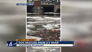 Dog rescued from Milwaukee River after falling through ice