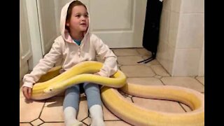 Girl plays with giant python on kitchen floor