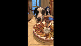 Polite Great Dane Patiently Waits For A Chicken Treat