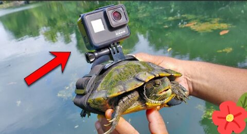 BEST GoPro on a Turtle! Swimming underwater