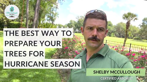 The Best Way to Prepare Your Trees for Hurricane Season