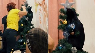 Kitten climbs Christmas tree while owner decorates