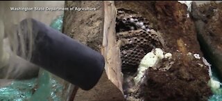 First Murder Hornets nest found in Washington State