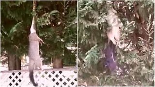 Cobra pendurada em árvore captura enorme gambá