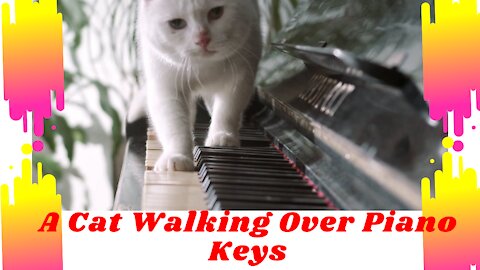A Cat Walking Over Piano Keys
