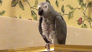Einstein the Parrot longs to visit an old friend