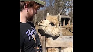 Friendly alpaca shares incredible bond with next door neighbor