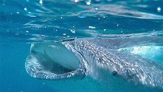 Gigantic whale shark swims within inches of swimmers in Mexico