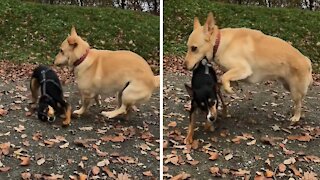 Clumsy dog takes massive wipeout in epic slow motion