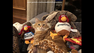 Cat chills out among various Thanksgiving turkey toys
