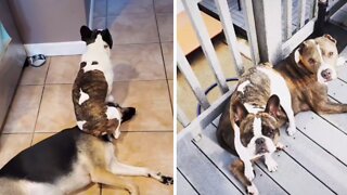 French Bulldog Obsessed With Sitting On Other Dogs