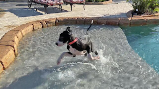 Puppy plays in the pool for the very first time