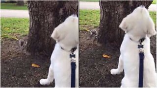 Squirrel masters the art of hiding from dog