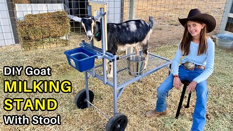 DIY Goat Milking Stand - How to Make it Overbuilt & Under-styled (aka painted gray ;)