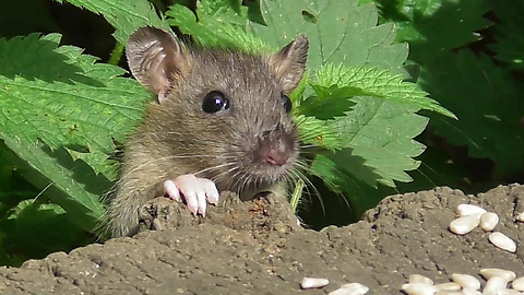 Sneaky Rodents Have Game Of Hide And Seek