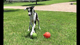 Funny Great Dane Loves To Play Football With A Watermelon