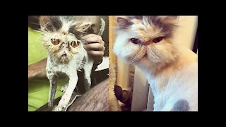 Incredible transformation the cat made after she was rescued Brooklyn apartment and was adopted
