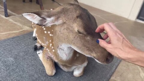 Rescued deer thinks she’s a doggy