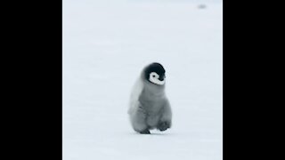 cute penguin baby walking