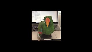 Grumpy parrot keeps owner away from computer
