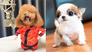 Cute Puppies Cute Funny and Smart Dogs Compilation 5 Cute Buddy_1080p