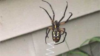 Spider weaves beautiful web