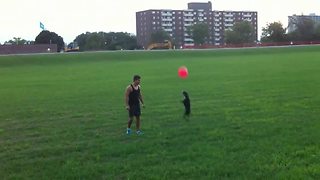 Boston Terrier Does Amazing Summersault While Playing With A Balloon