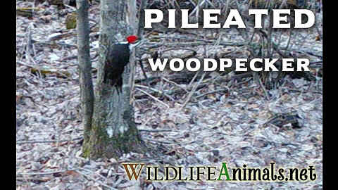 Pileated Woodpecker in Woods on Small Tree does Call Video