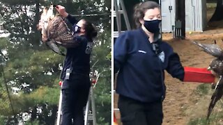 Police rescue Red-tailed hawk from certain death